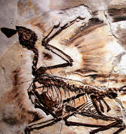 Paleontology (+ other biology stuff) - This is the profession I'm going into so its a pretty obvious special interest. I also really love Ecology, and evolution too!